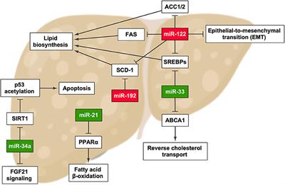 miRNA Dysregulation in the Development of Non-Alcoholic Fatty Liver Disease and the Related Disorders Type 2 Diabetes Mellitus and Cardiovascular Disease